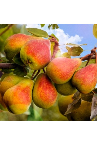 Зрілі груші сорту Олександрівка з рум’янцем, дозрівання серпень